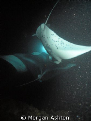 Manta Night Dive. Kona, Hawaii. DX-1G with wide-angle len... by Morgan Ashton 